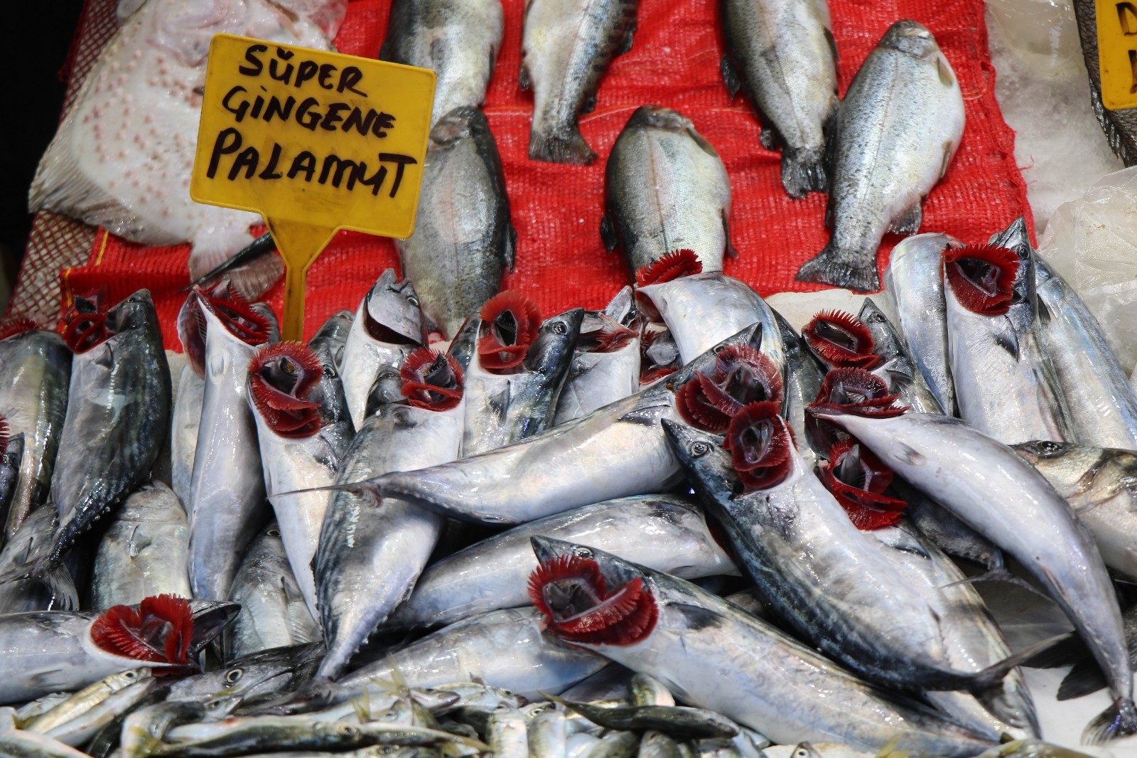 Karadeniz'in nazlı balığı palamuttan iyi haber
