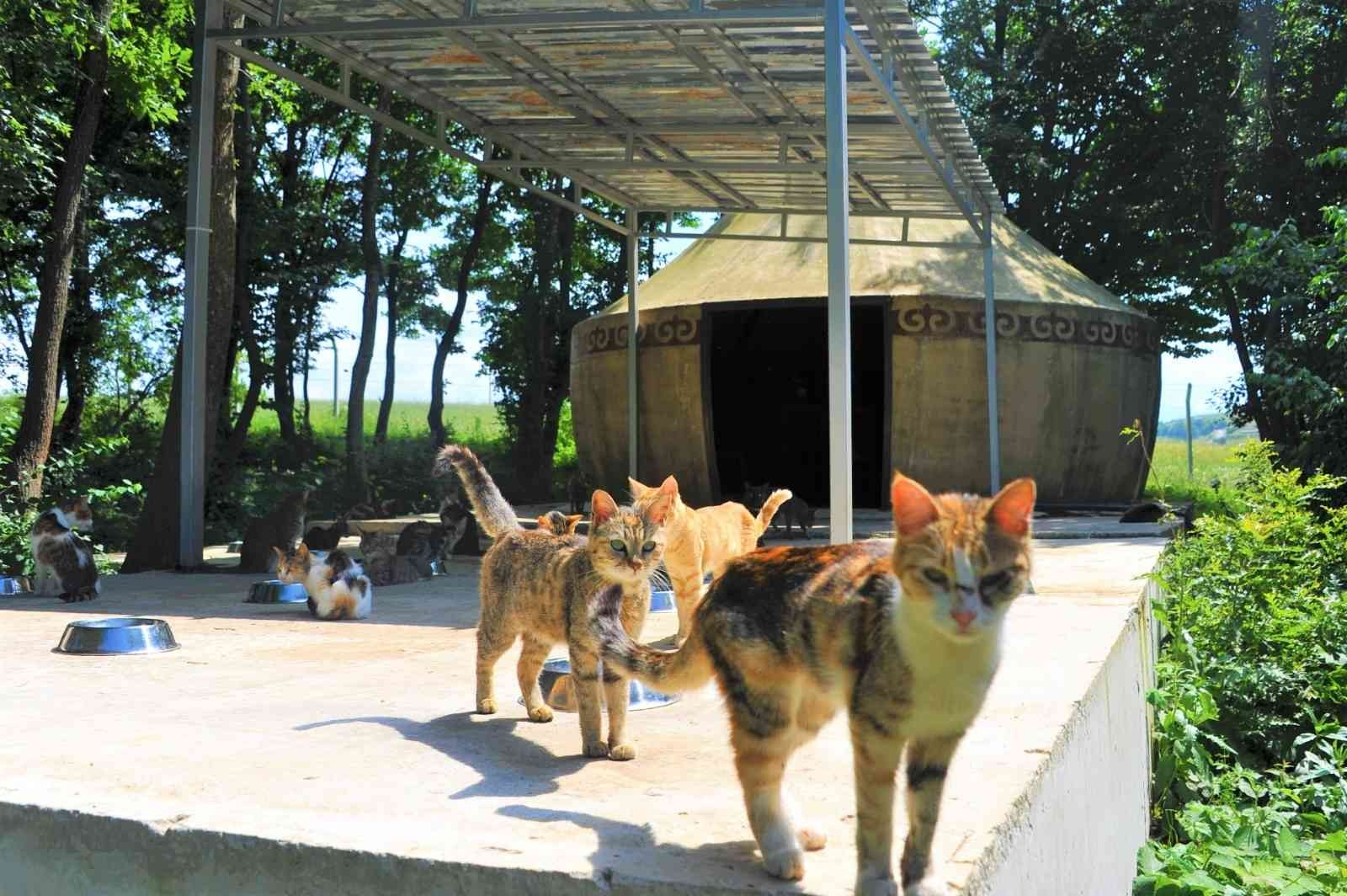 Kasabalı kedilere 'oba' konforu

