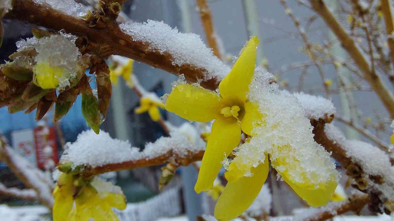 Samsun'da yağan kar kartpostallık görüntüler oluşturdu

