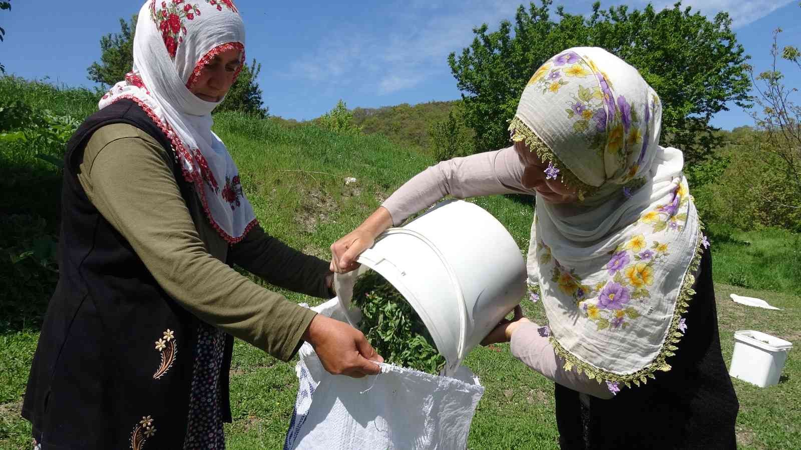 Dağda değil köyde yetişiyor, çiftçinin yüzü gülüyor
