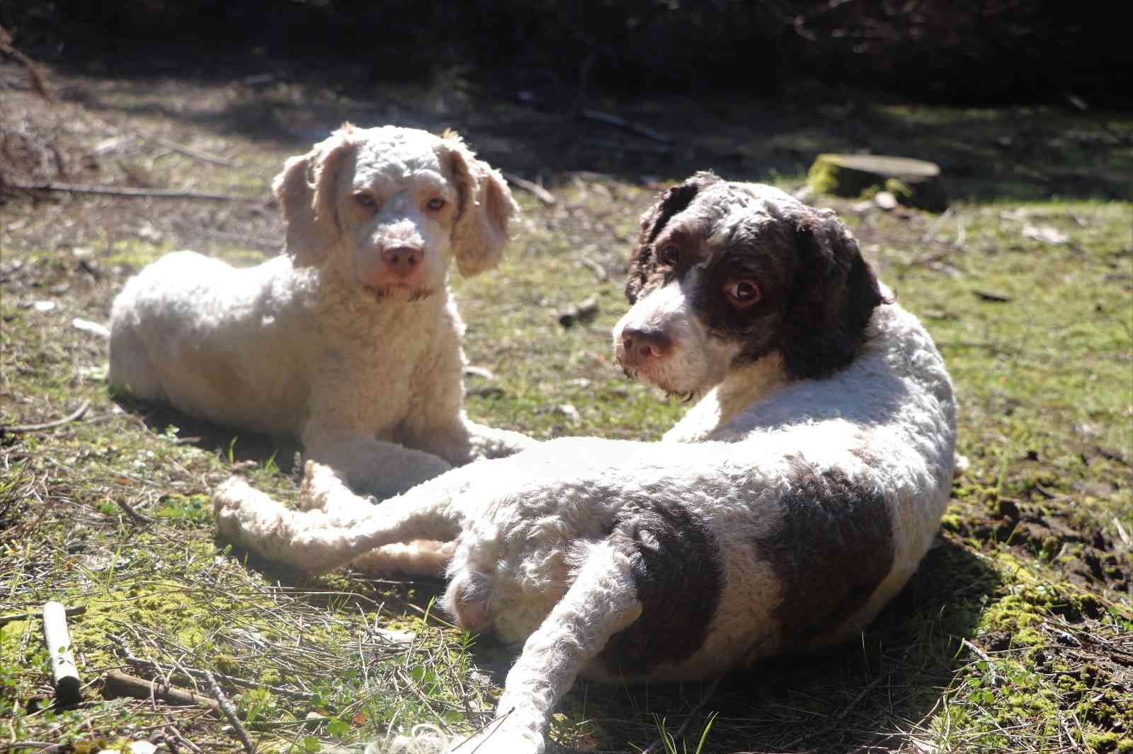 Dünyanın en pahalı mantarı 'trüf'ü radar köpekler buluyor
