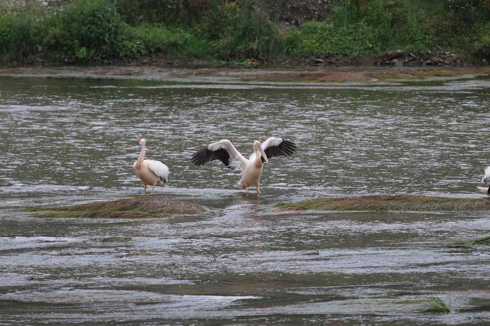 Yeşilırmak'ın sevimli misafirleri: Pelikan sürüsü ilk kez görüldü
