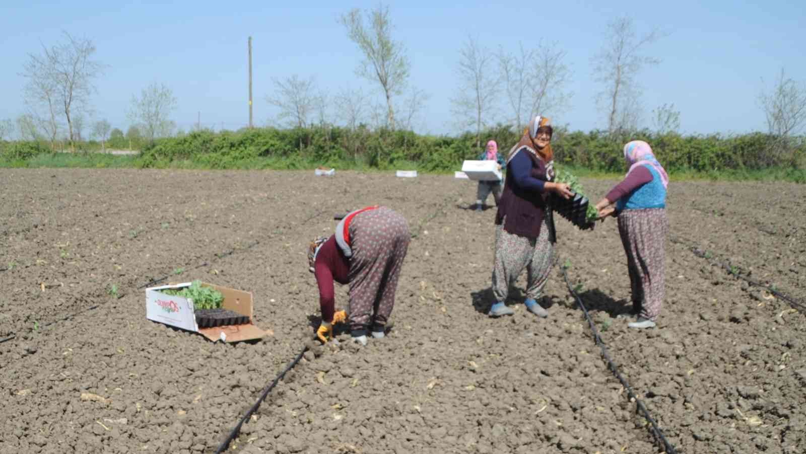 Bafra Ovası'nda karpuz fideleri toprakla buluştu
