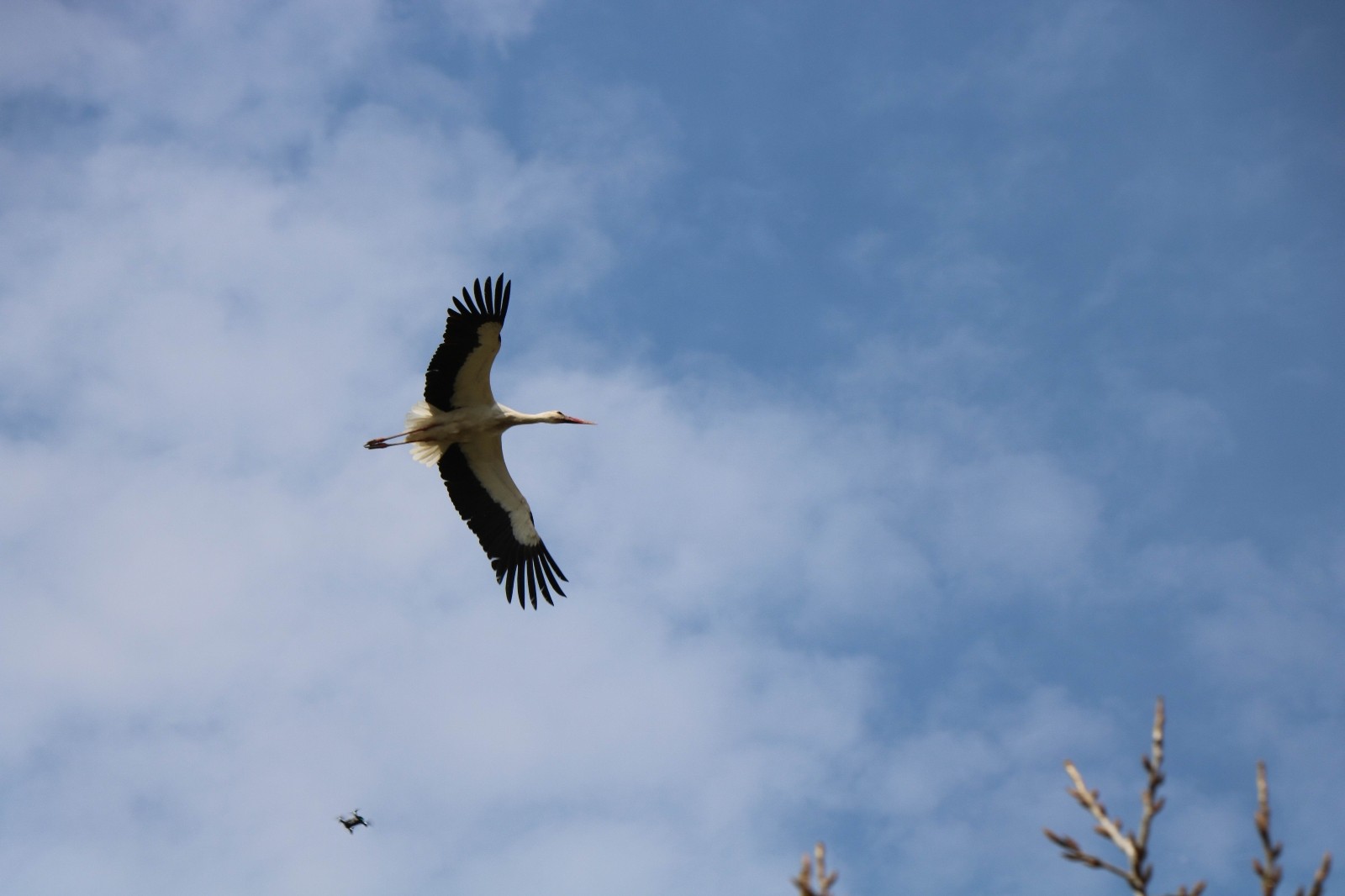 Leyleklerin eşleri geldi, yuvalar şenlendi
