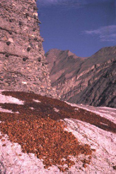 120 yıl yaşıyorlar! Bilim adamları bu Türkleri inceliyor 