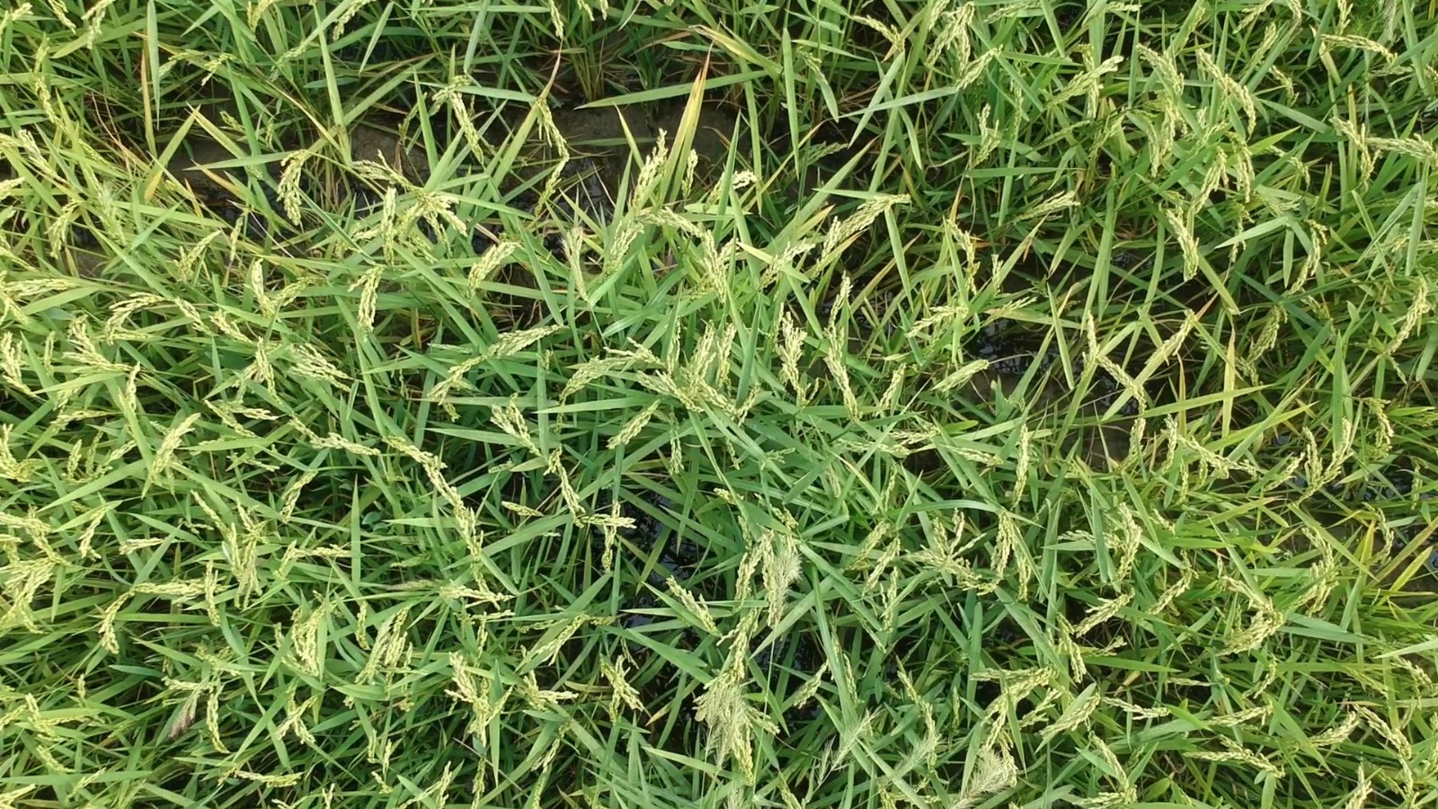 Yağış kimine felaket kimine bereket oldu
