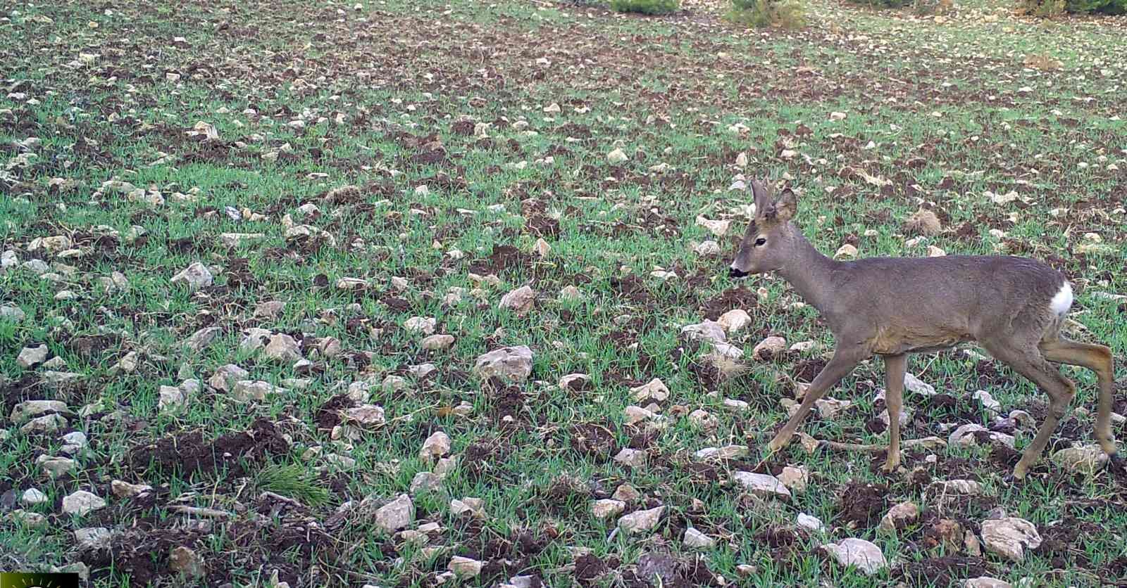 Vahşi yaşamın sırları fotokapana yakalandı
