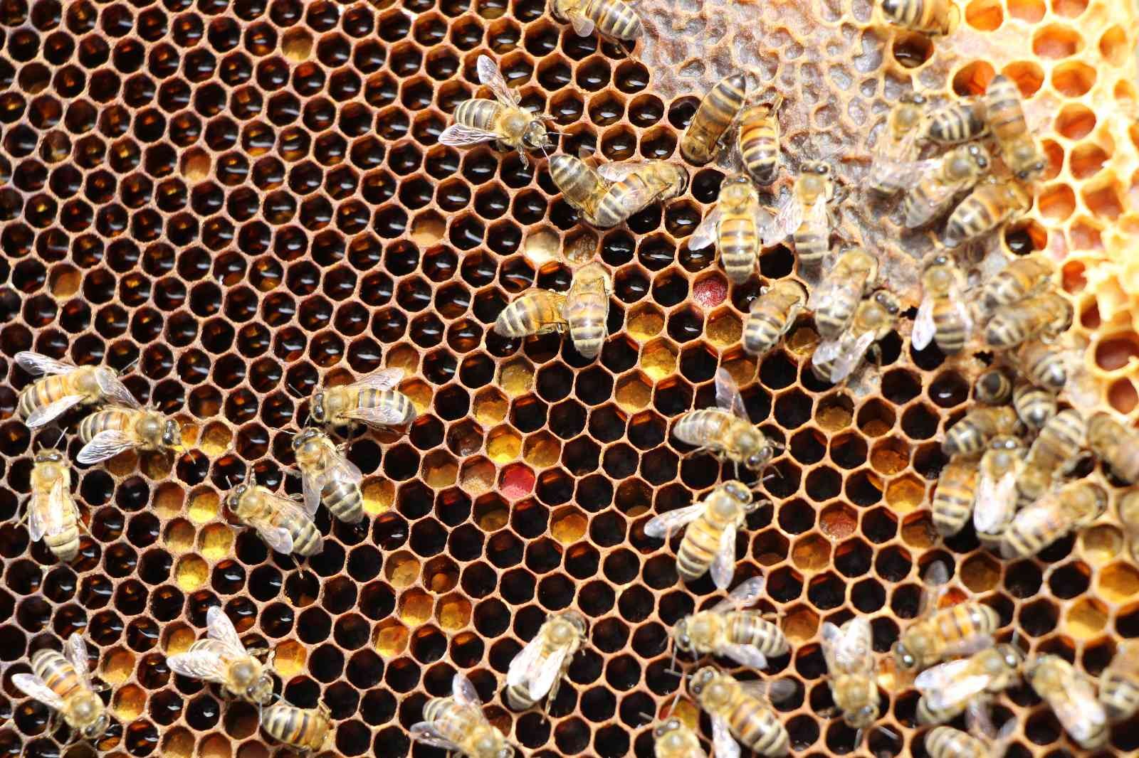 Binlerce arının arasında korkusuzca dolaşıyor
