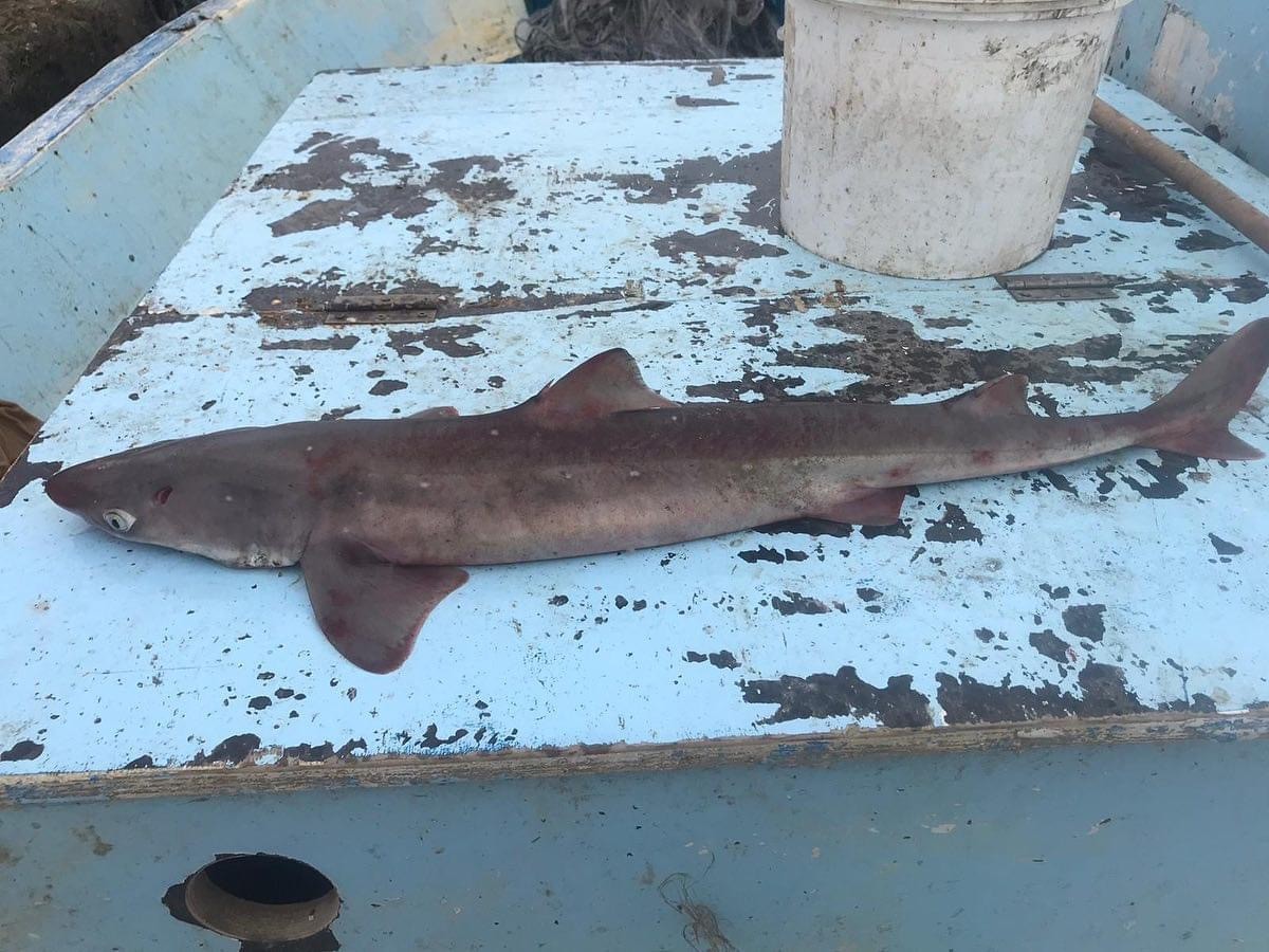 Ordulu balıkçıların ağına camgöz köpek balığı takıldı