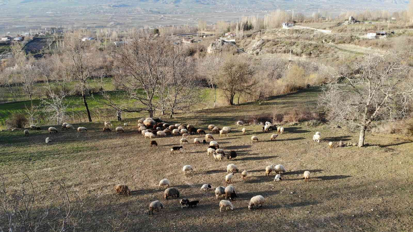 4 yaşında 4 boynuzu ile dikkat çekti
