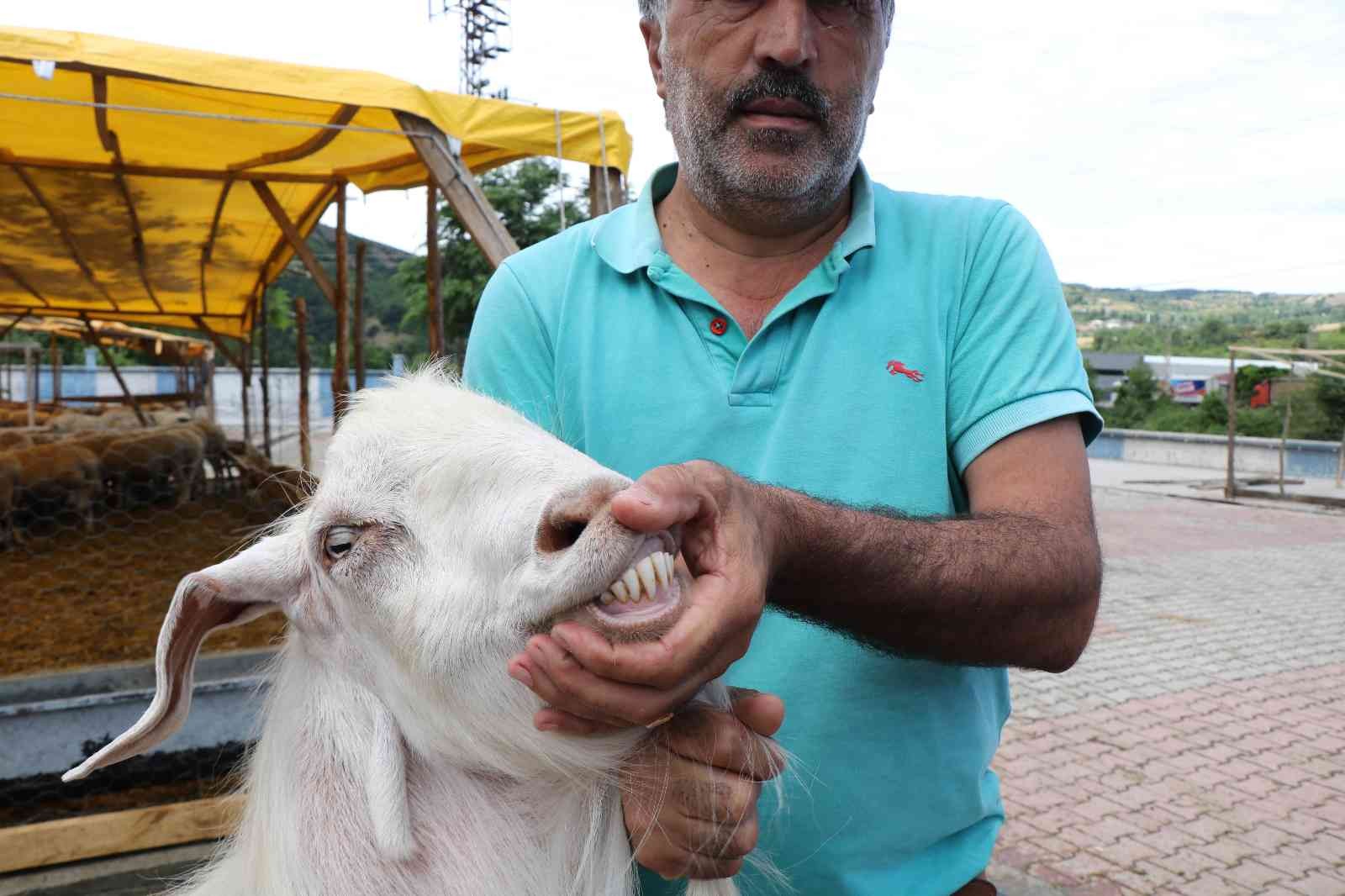 Kurban pazarının 1,3 tonluk Şampiyon'u
