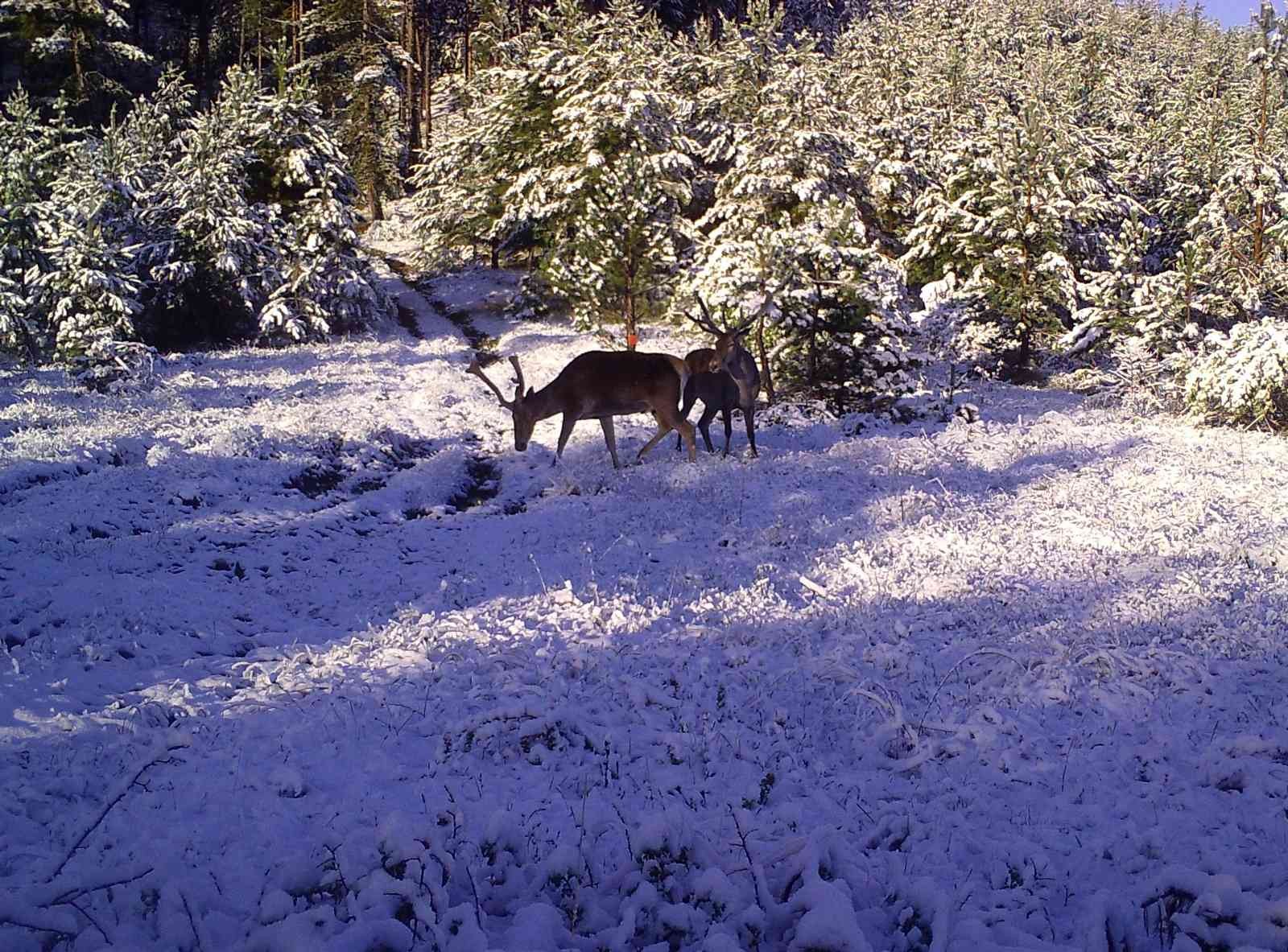 Vahşi yaşamın sırları fotokapana yakalandı
