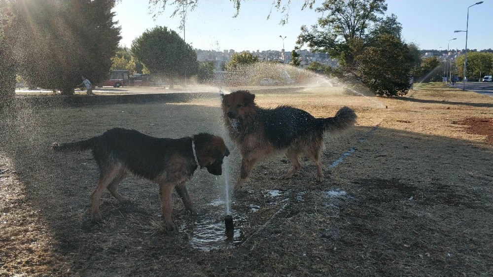 Sıcaktan bunalan köpeklerin fıskiye keyfi
