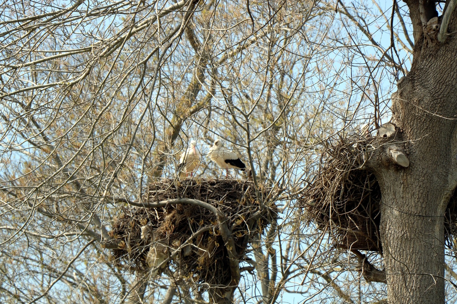 Leyleklerin eşleri geldi, yuvalar şenlendi
