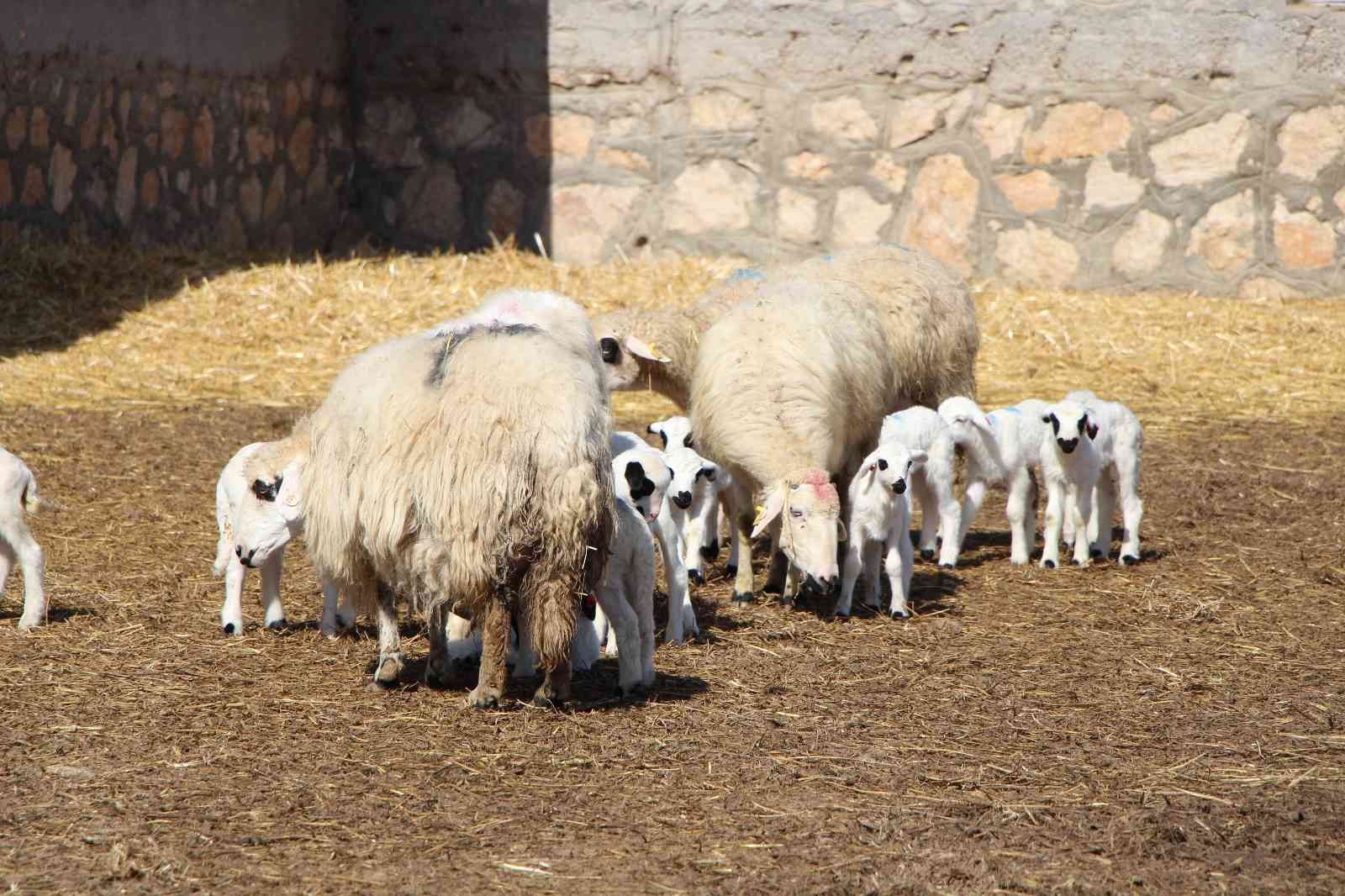 Amasya'da üç koyun beşiz yavruladı

