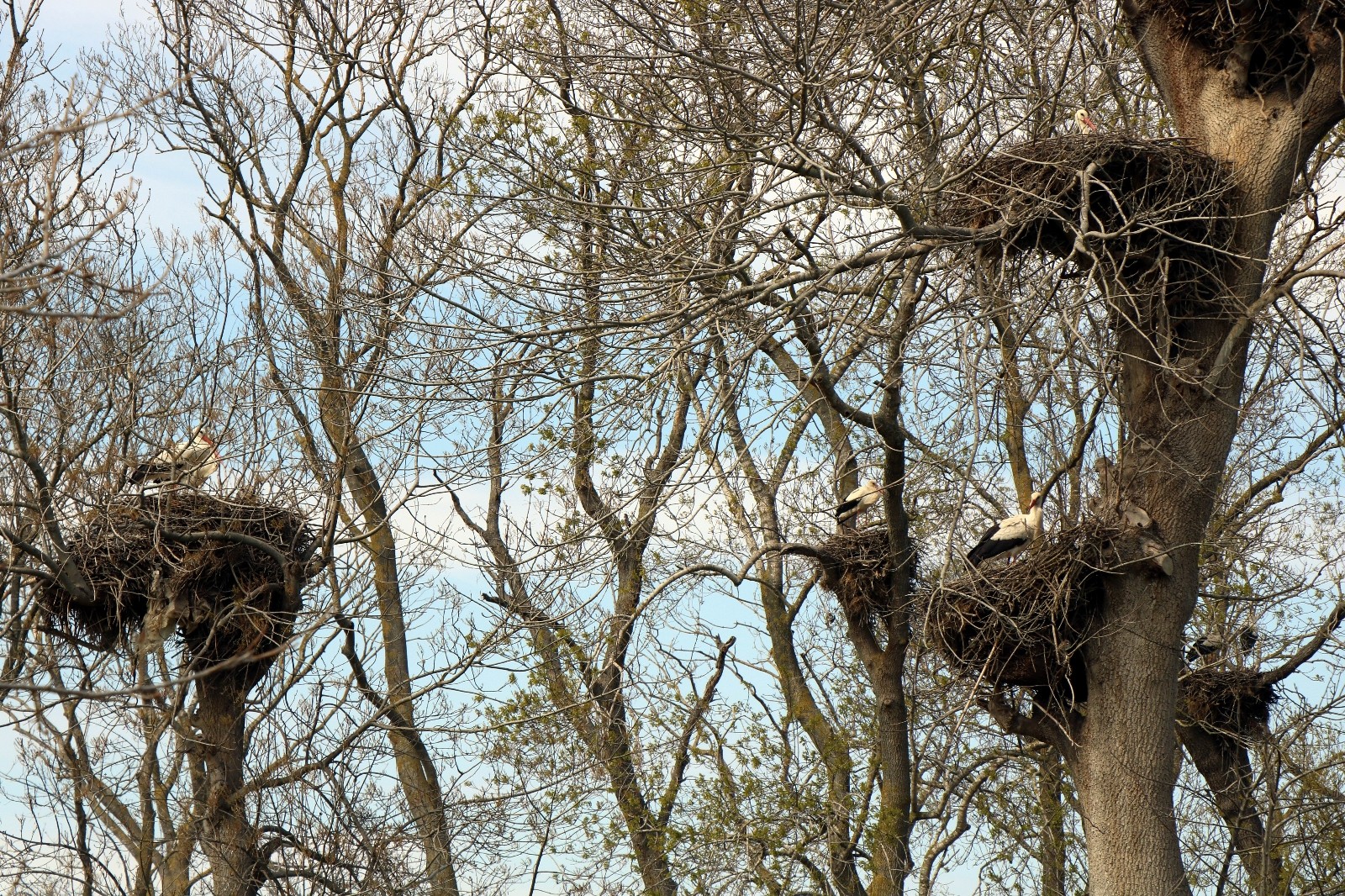 Leyleklerin eşleri geldi, yuvalar şenlendi
