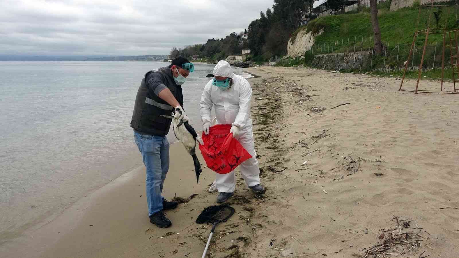 Karadeniz'de yunus ölümlerinden sonra korkutan bir manzara daha
