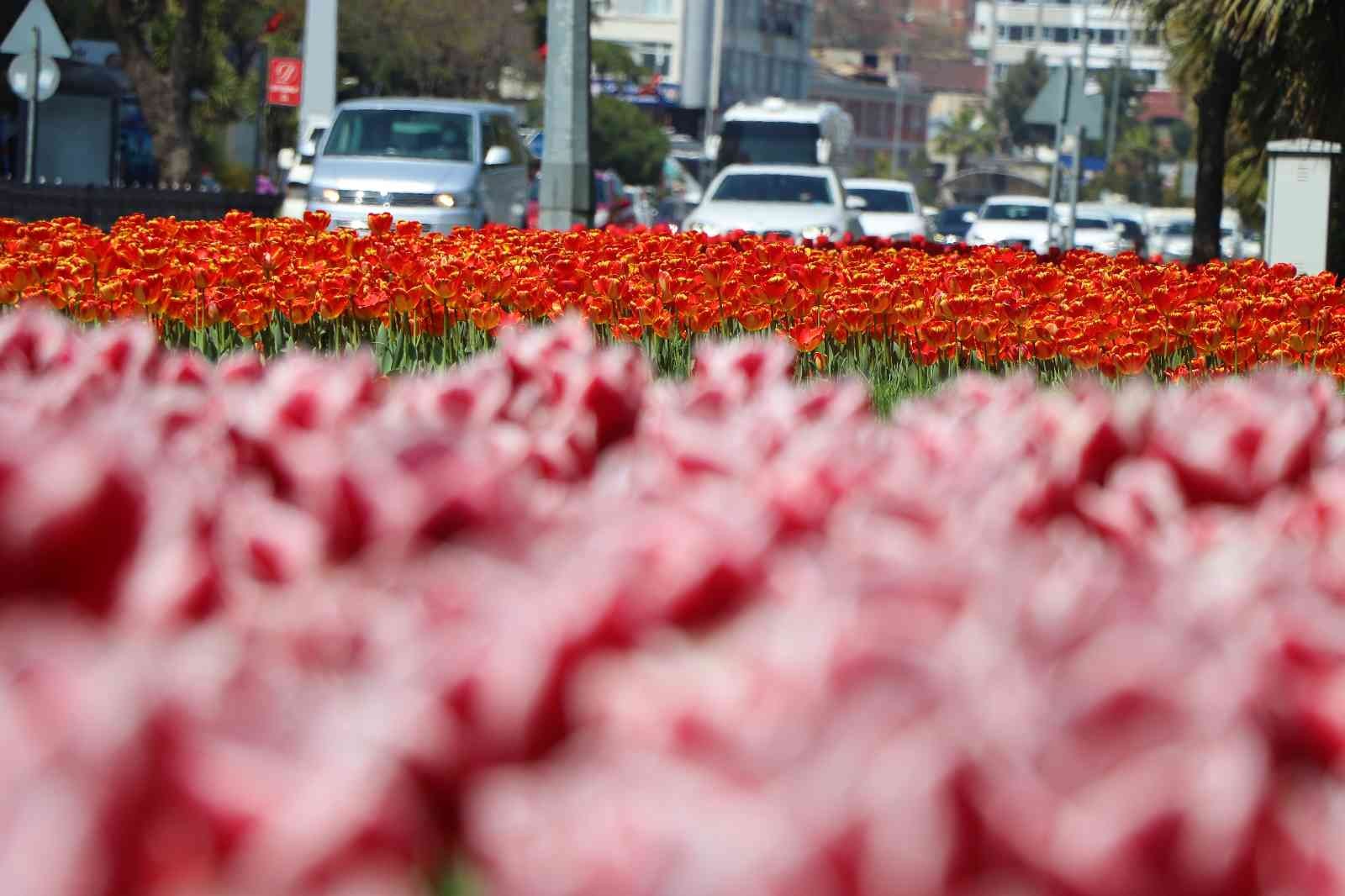 Samsun'da lale zamanı bu sene geç başladı
