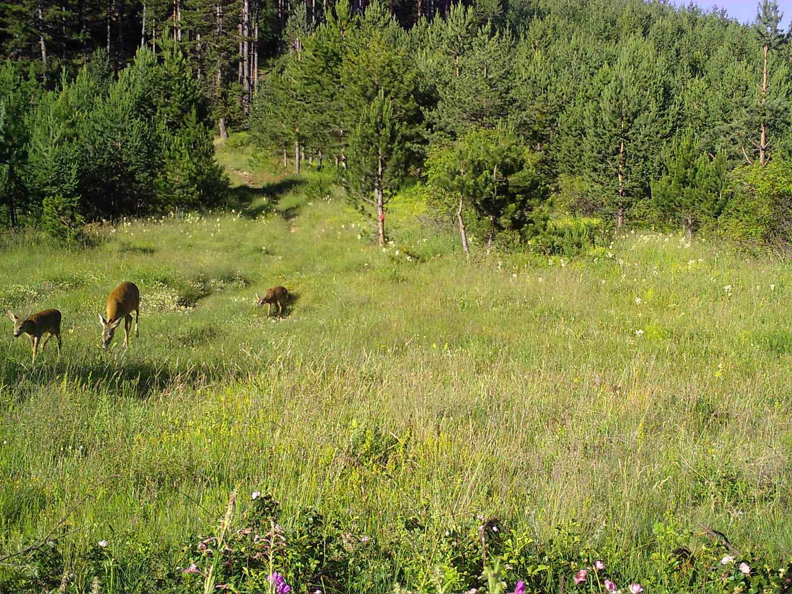 Vahşi yaşamın sırları fotokapana yakalandı
