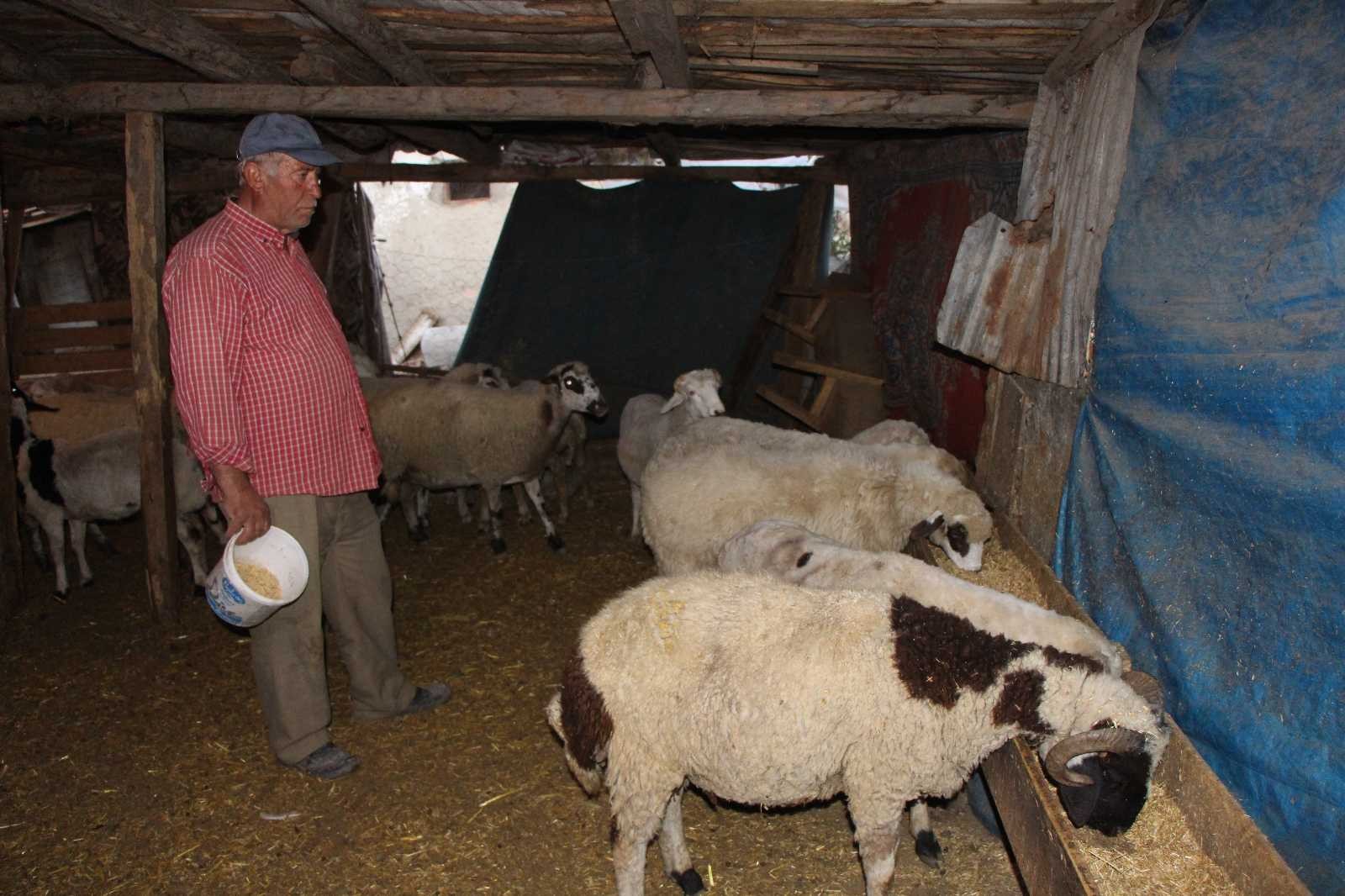 Emekli ikramiyesiyle aldığı 27 koyunu çalındı

