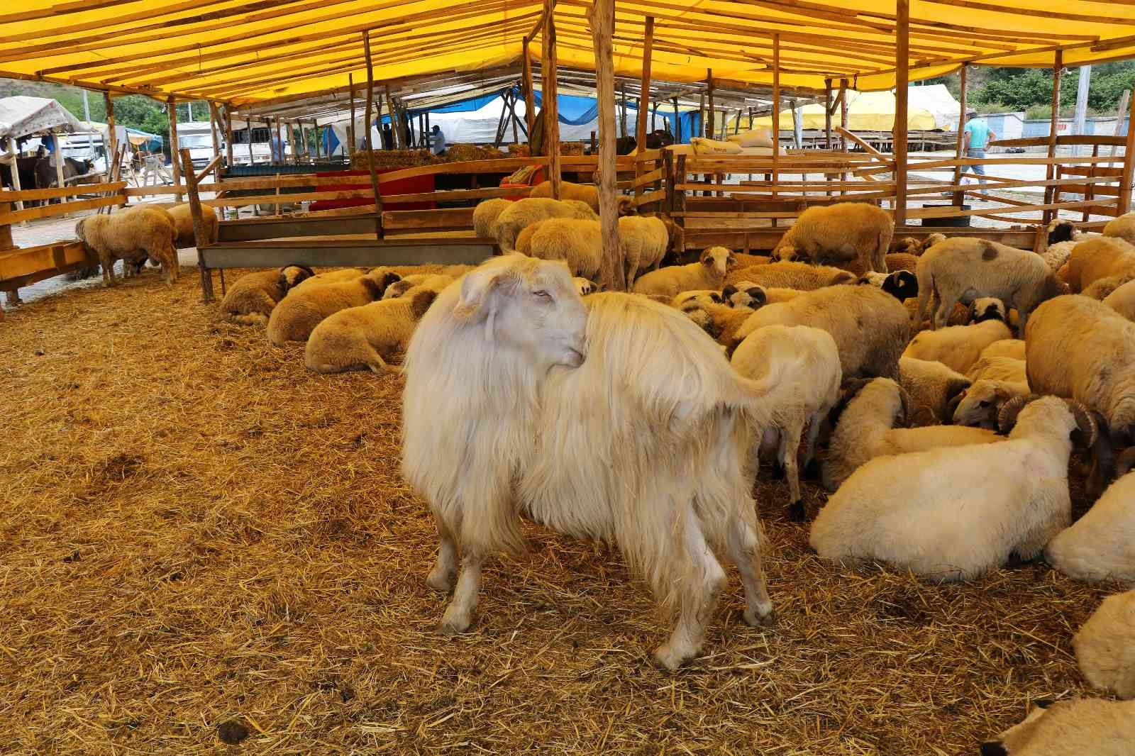 Kurban pazarının 1,3 tonluk Şampiyon'u
