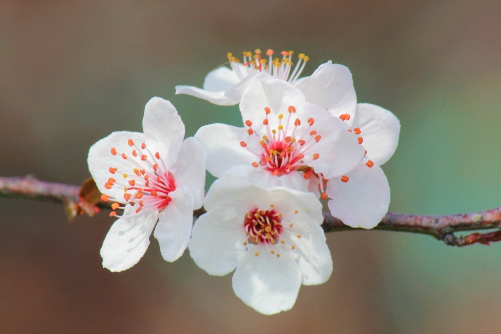 Samsun'da ilkbahar: Tabiat şenlendi
