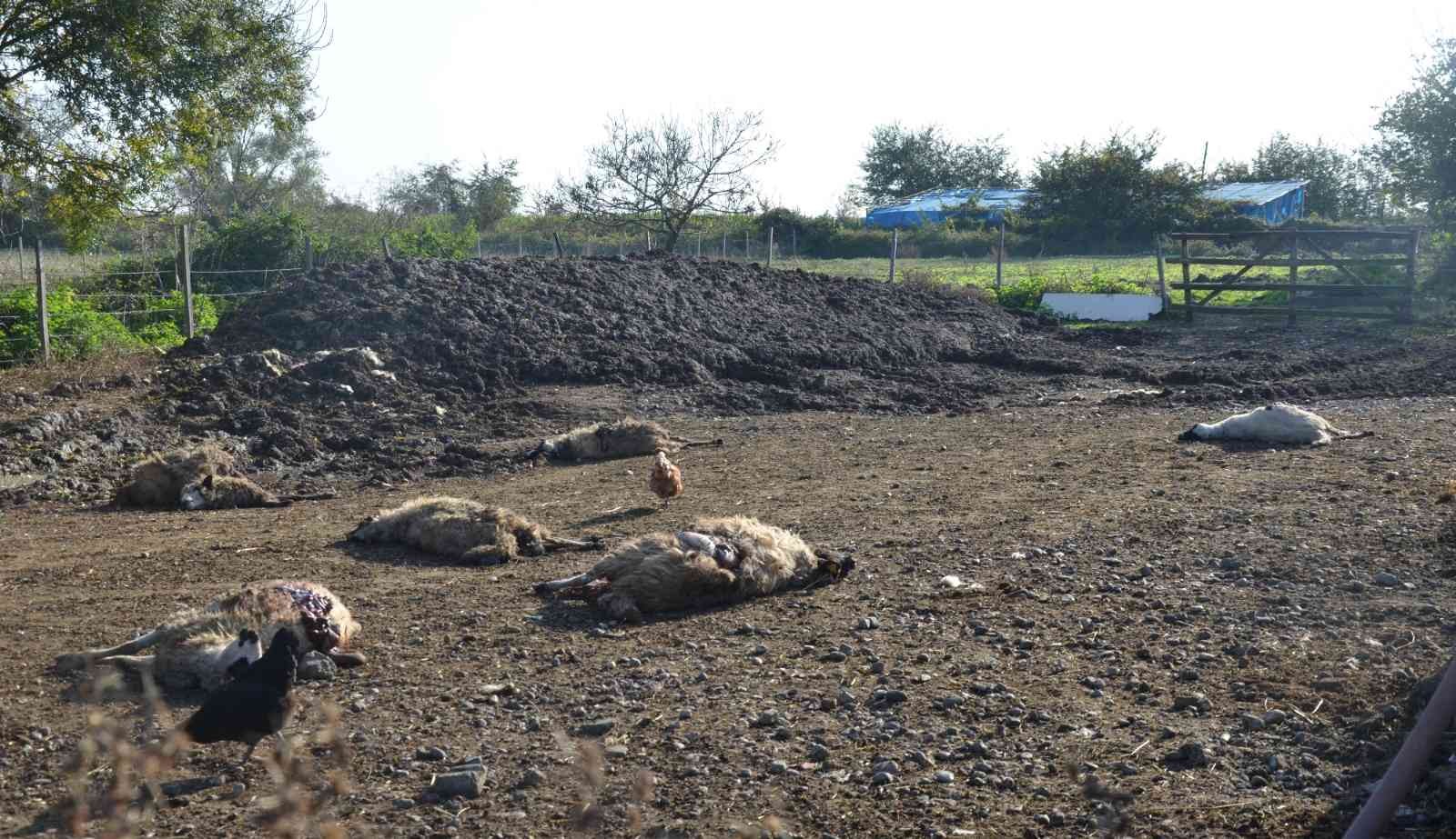 Aç kurtlar ağılın bahçesine girdi: 7 koyun telef oldu, 10 koyun yaralandı
