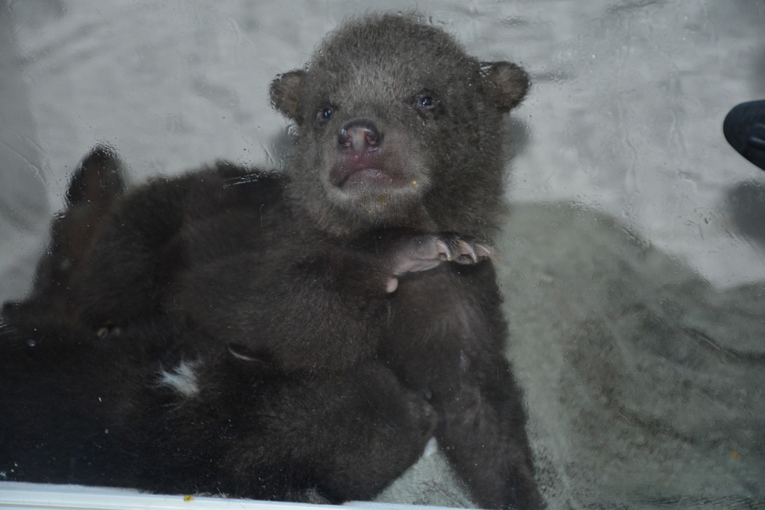 Donmak üzereyken bulunan yavru ayılar Sinop'ta tedavi altına alındı
