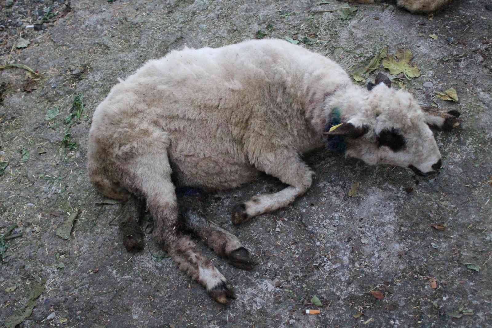 Aç kalan sokak köpekleri, koyun sürüsüne saldırdı
