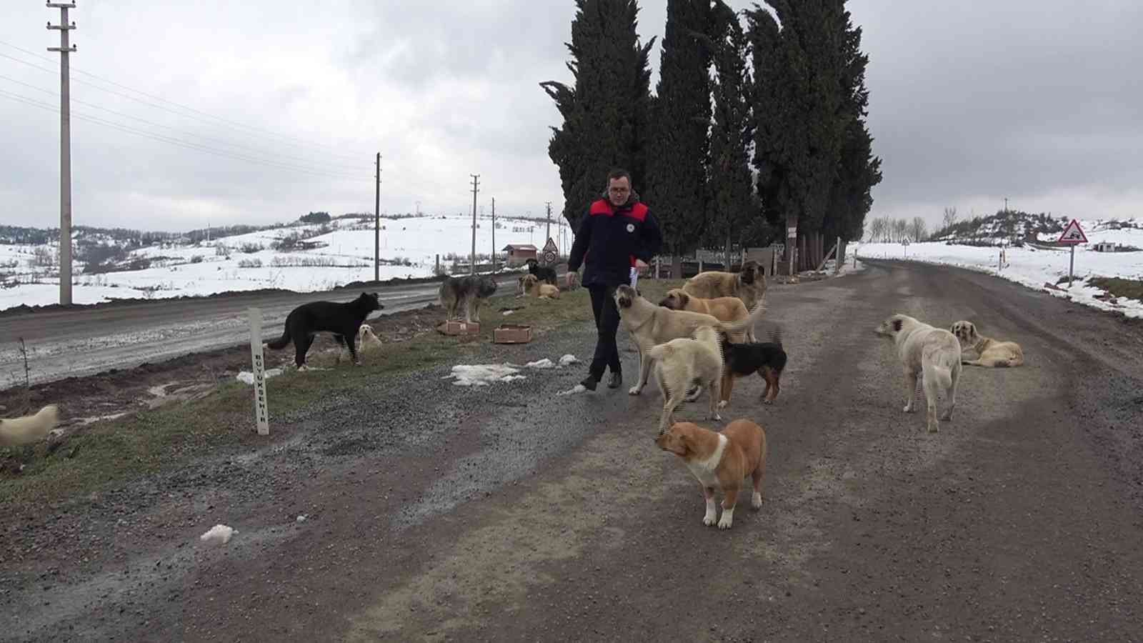 Çevre il ve ilçelerden bırakılan köpekler bir ilçenin en büyük sorunu oldu
