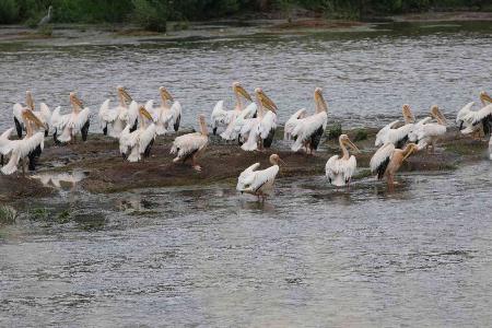Yeşilırmak'ın sevimli misafirleri: Pelikan sürüsü ilk kez görüldü

