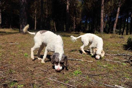 Dünyanın en pahalı mantarı 'trüf'ü radar köpekler buluyor
