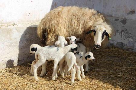 Amasya'da üç koyun beşiz yavruladı
