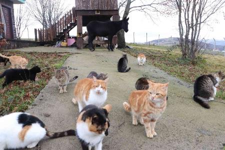 Kedi Kasabası'nın Misafir'i katır
